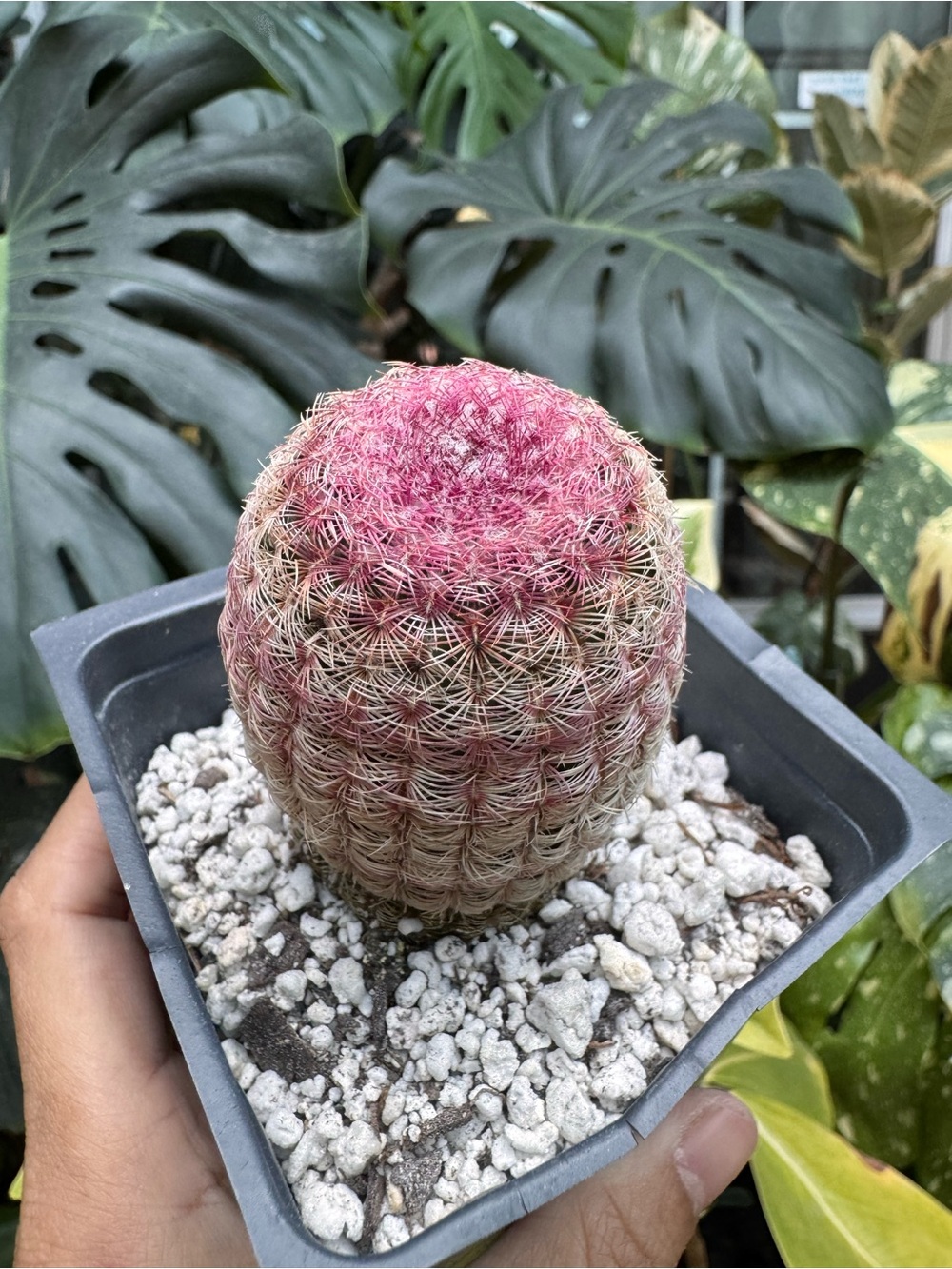 Pink Rainbow Cactus Echinocereus rigidissimus